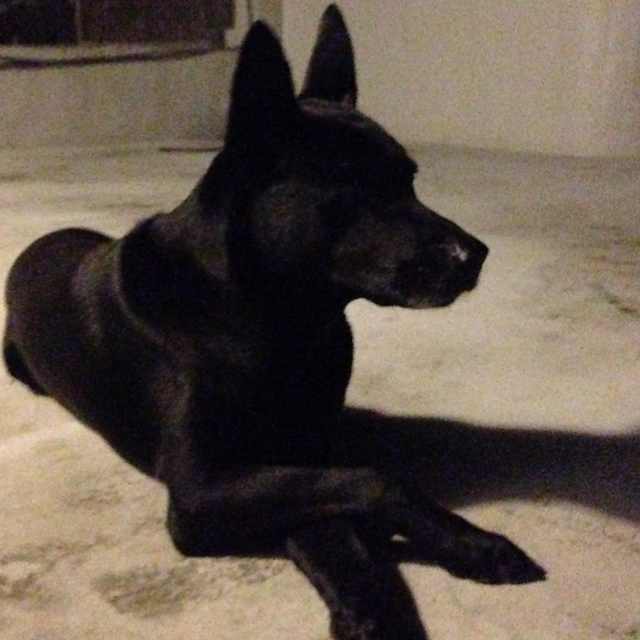 GiGi