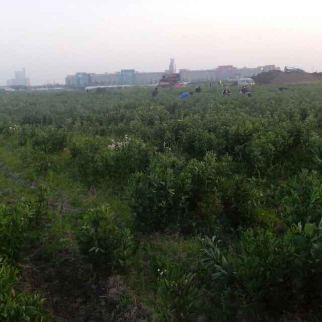 糊涂