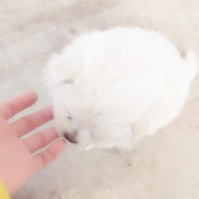 北美材-小孟