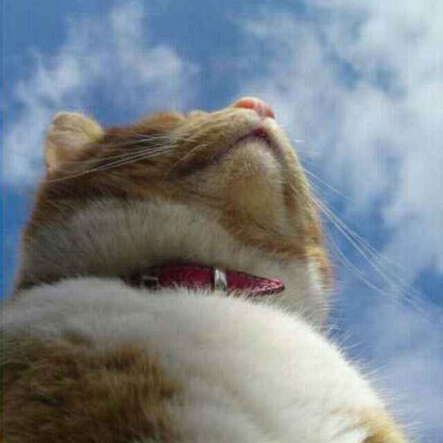 凌星