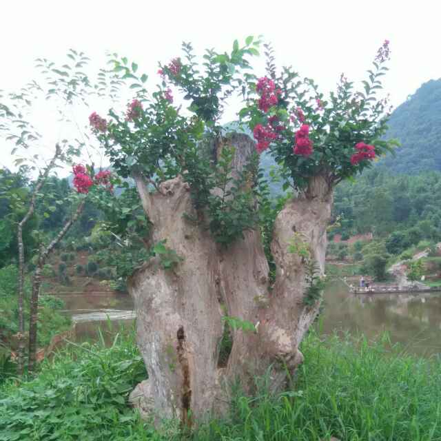 胤祥园林绿化，凯燕果蔬