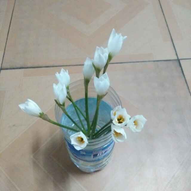 紫梦