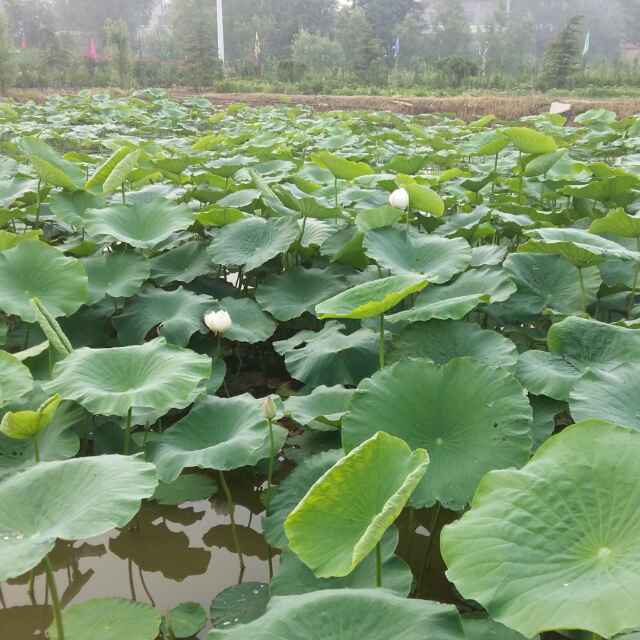 昌芳木业