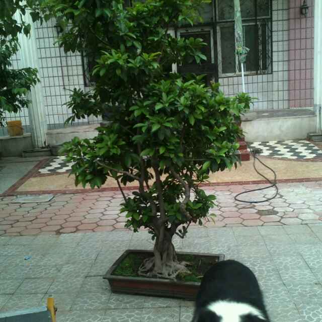 木头狗