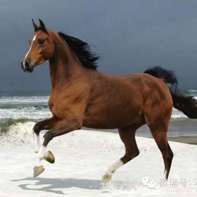 跃马扬鞭
