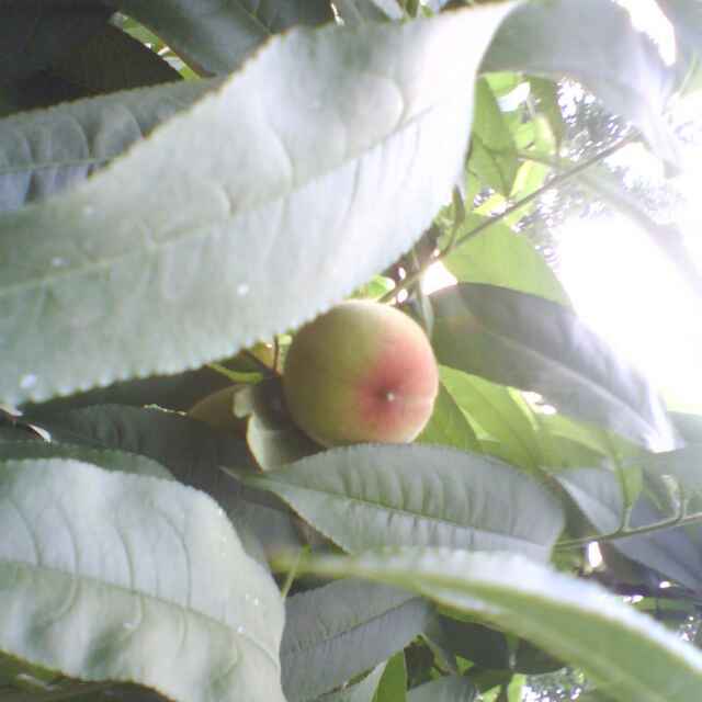孙胜