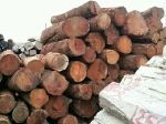 安哥拉原木进口商