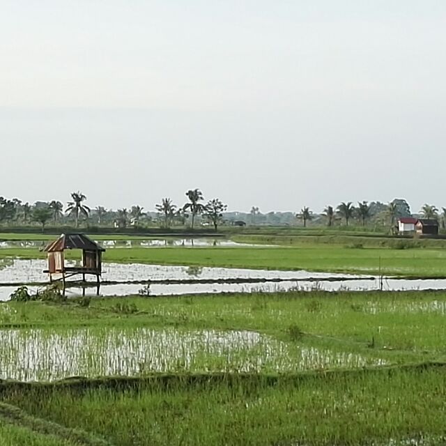 衍龙