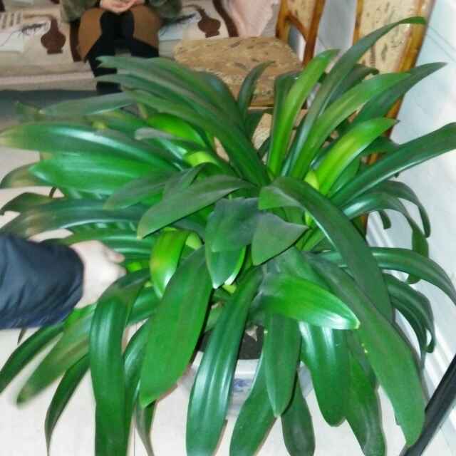 希刚