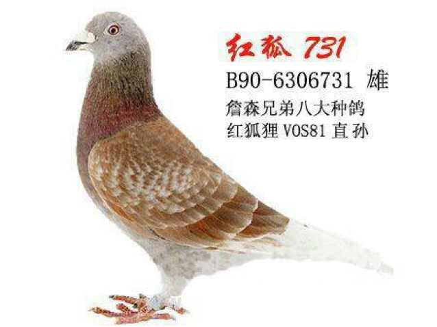 梦