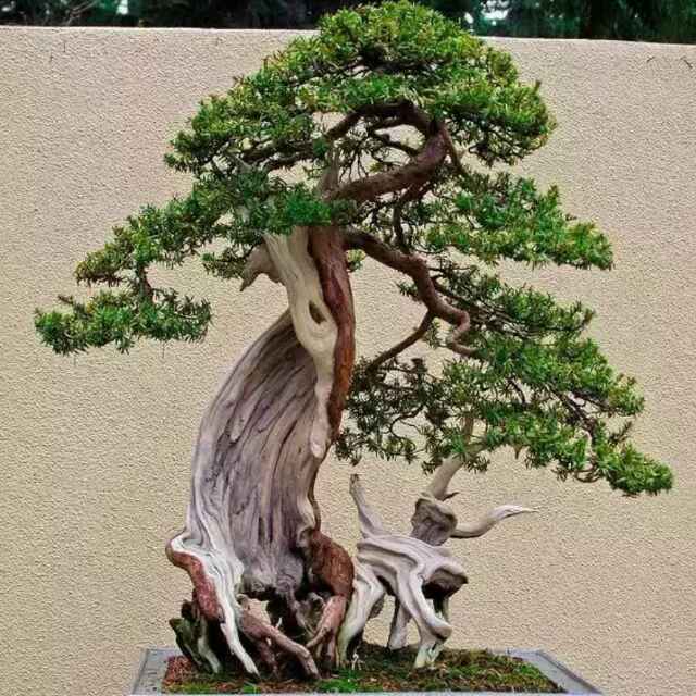 伍步钟