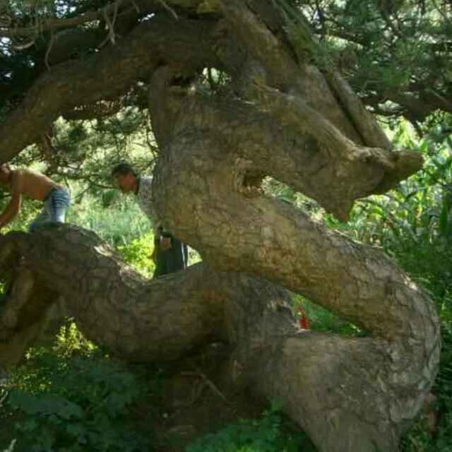 旭东花木 电器 百货 炉具