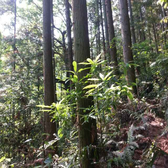林光兴
