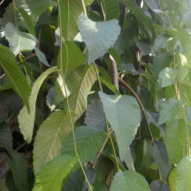 刚刚