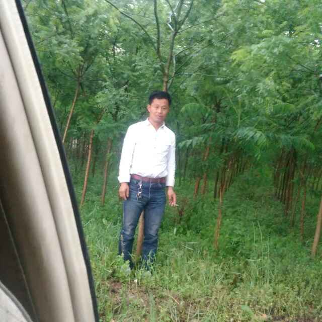 聊城盛唐苗木基地13561241