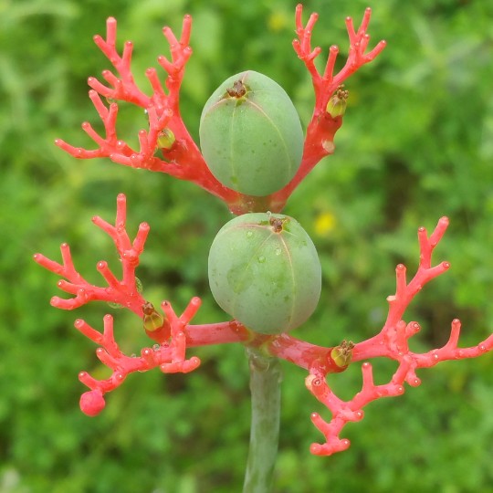 WenjingChao萍果