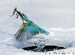 Alcedo
