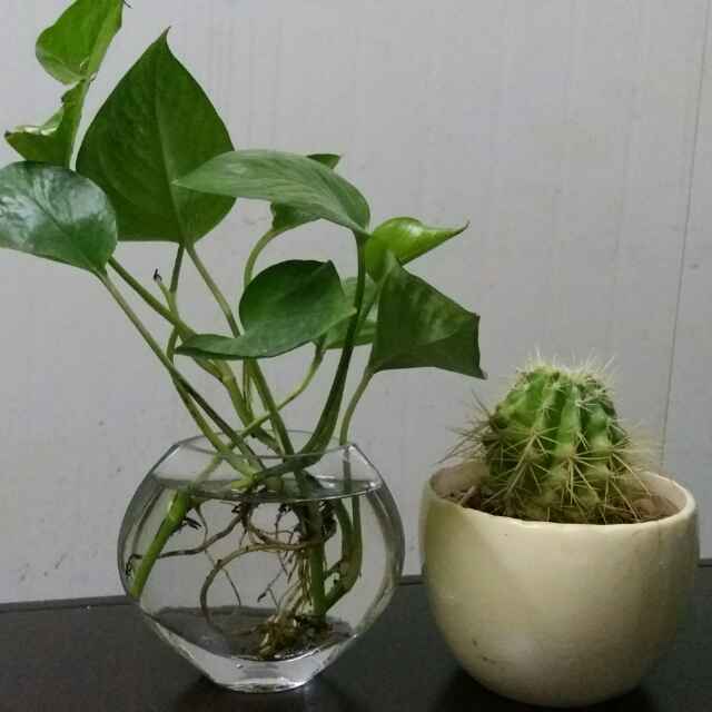 Li先森