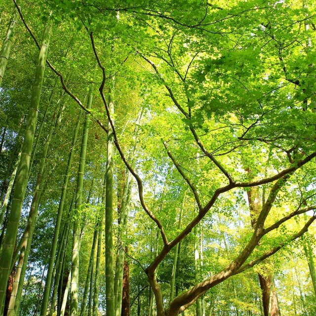 木木