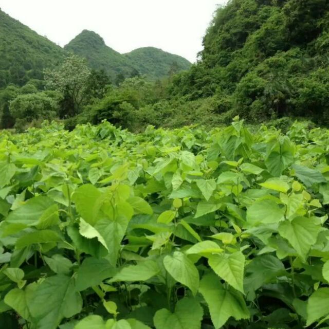 農夫