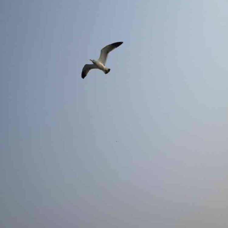 fly