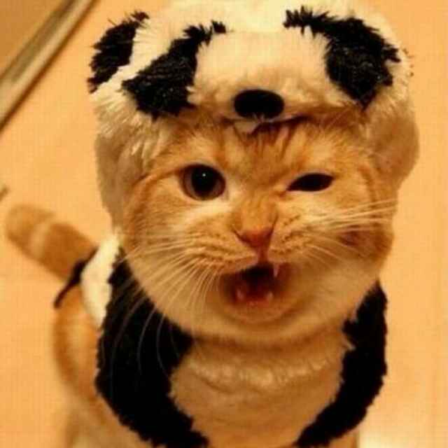 李小凉