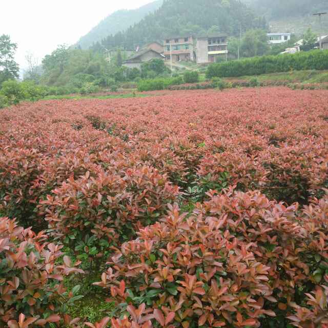 AAAA小沈