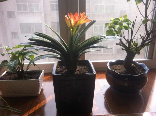 zhang扬