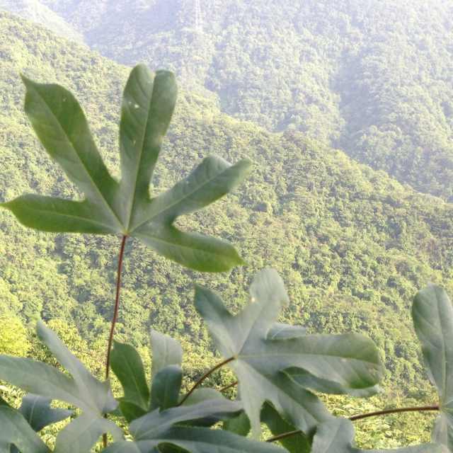 朝露泫然