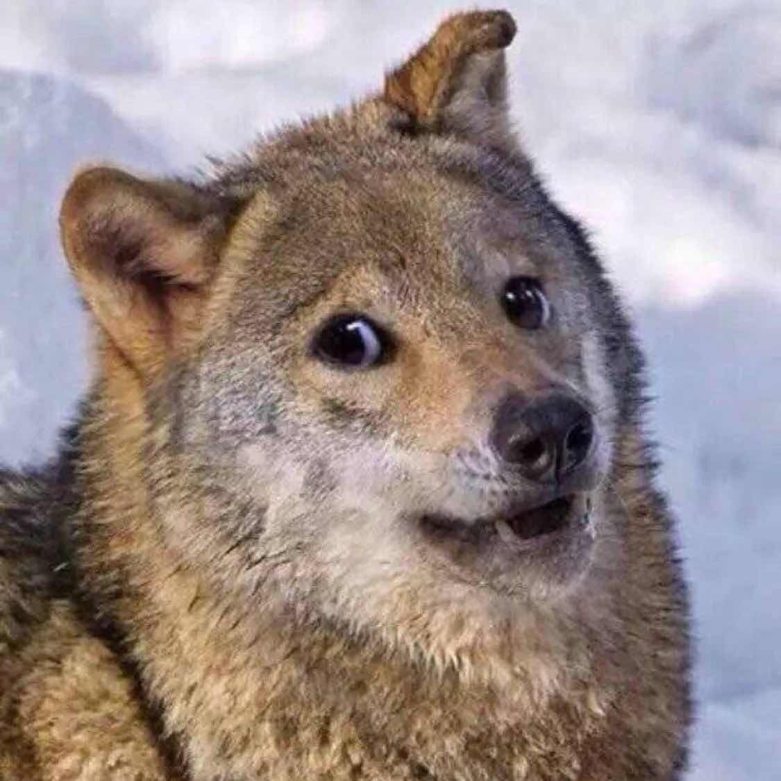 辛巴ಠ_ಠ楠