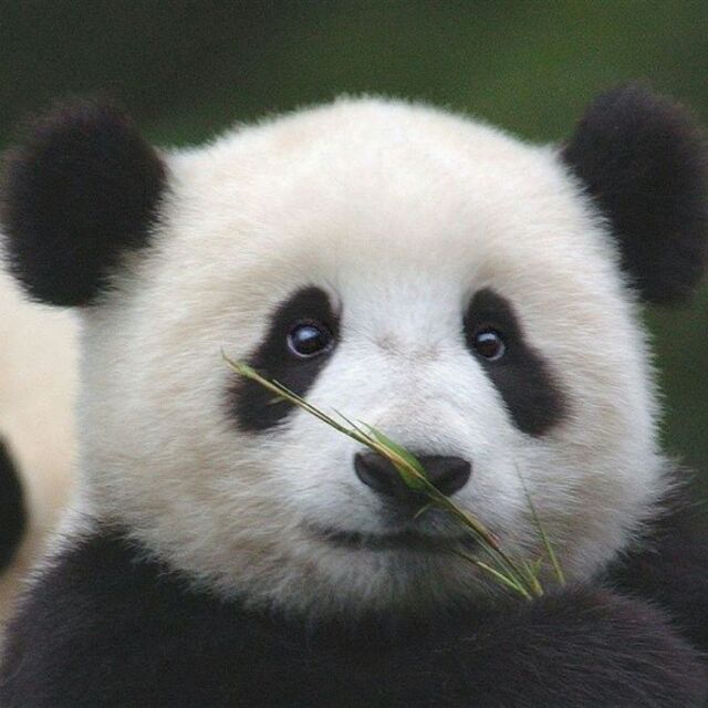 晏明