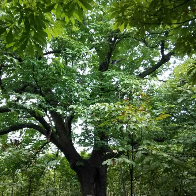 A_专供七叶树18338211331