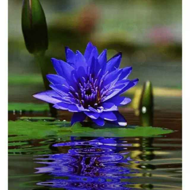雾里看花