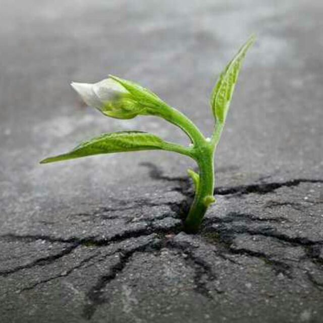 彭楚金