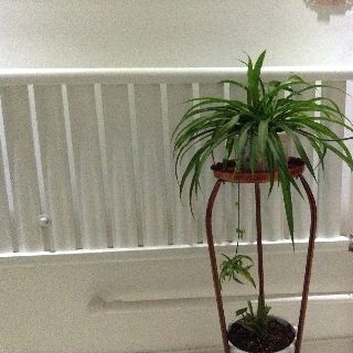踏雪无痕