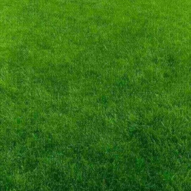 彭伟才