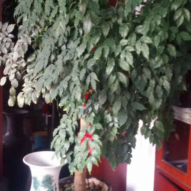 心比天大