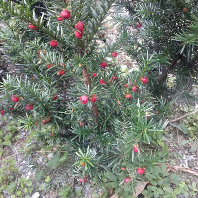 浩林苗木种植基地18142555527