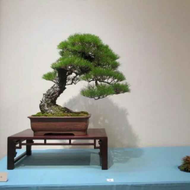 华中园艺红木--韩鹏18501472052