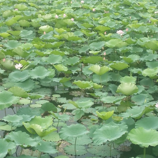 众光