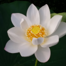 明心 升旗