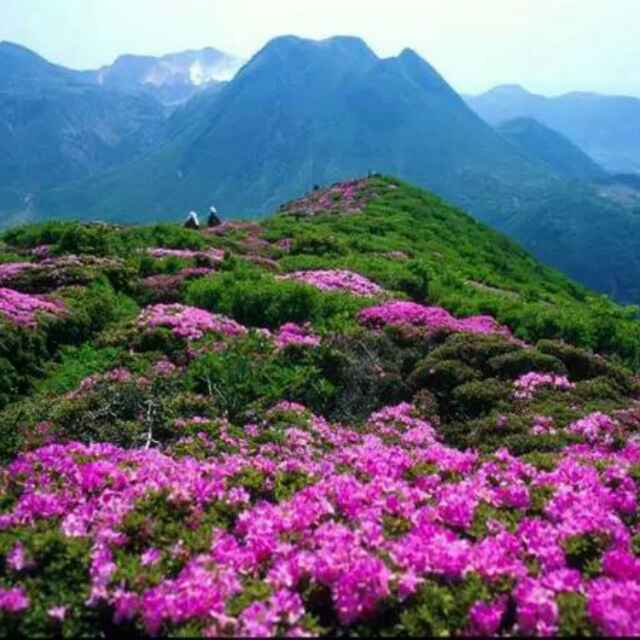 忘忧草