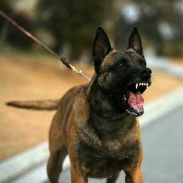 沂蒙爱犬人