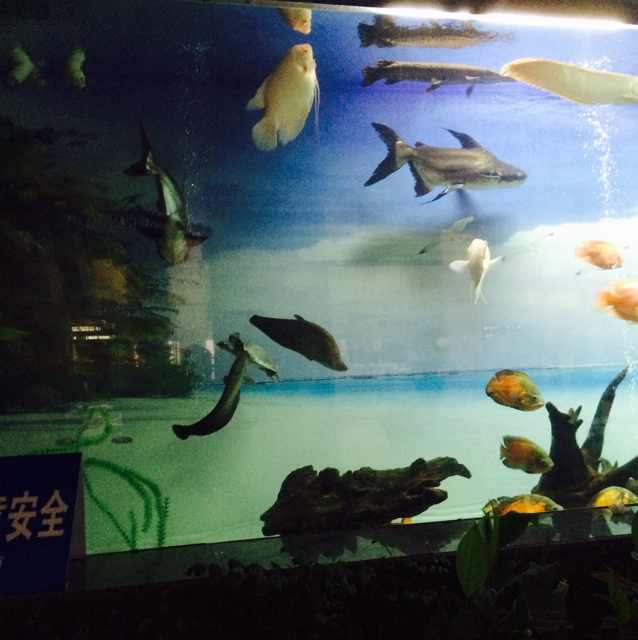 超前装饰