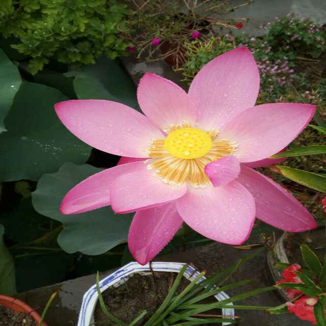 硕鑫板材厂