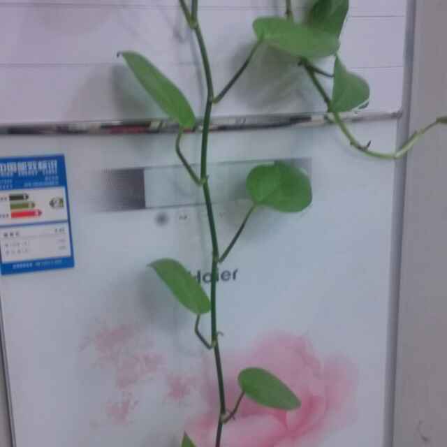 海燕家居耿焕新