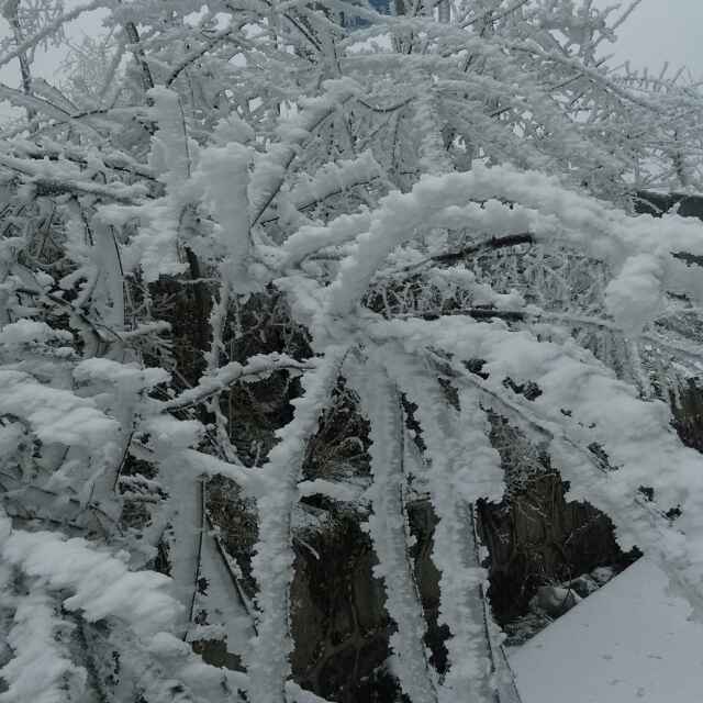 黎时清