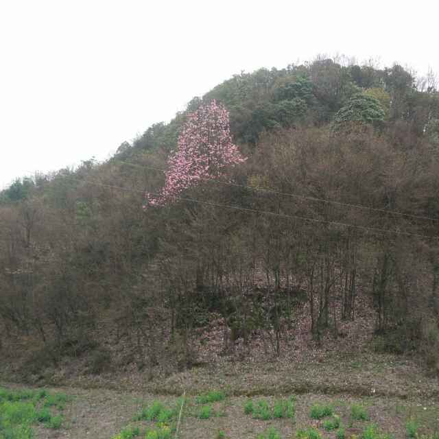 许华联