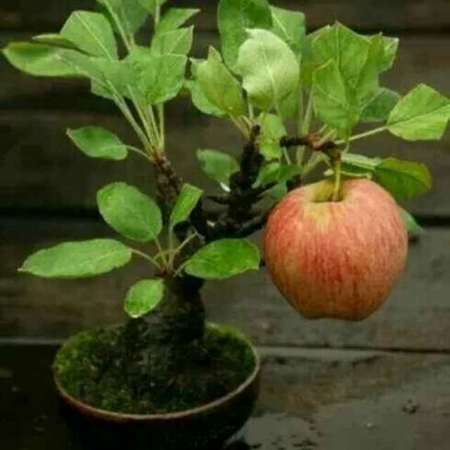 孤单正能量