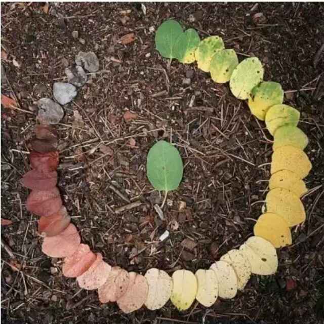 聰